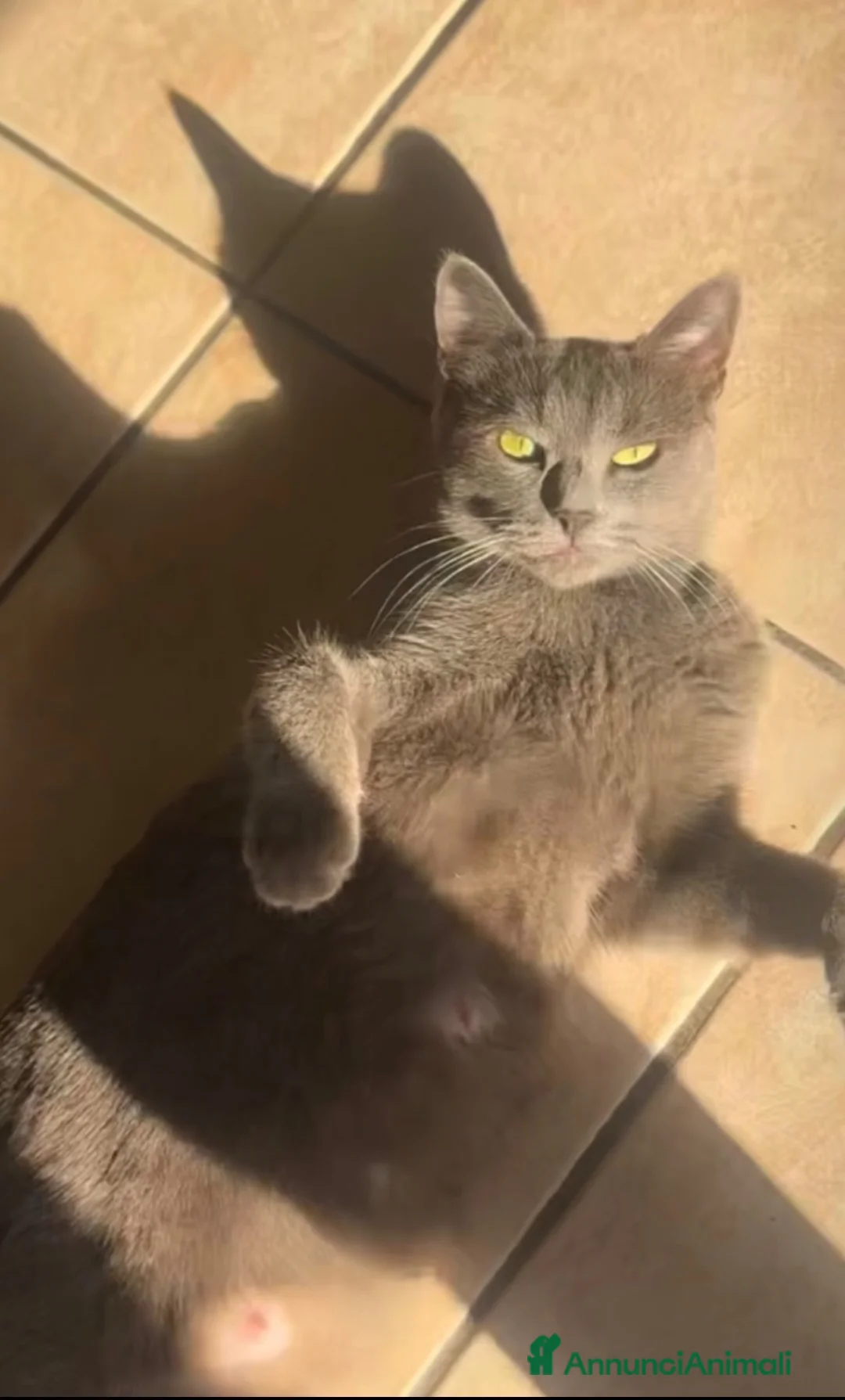 Altre razze gatti in vendita: Splendida gattina vivace e coccolosa a Provincia di Varese - Annuncio 4