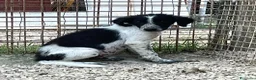 Meticcio cani in regalo: TENERI CUCCIOLOTTI - Annuncio 5