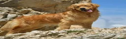 Golden Retriever cani in vendita: Cuccioli di golden retriever  - Annuncio 7