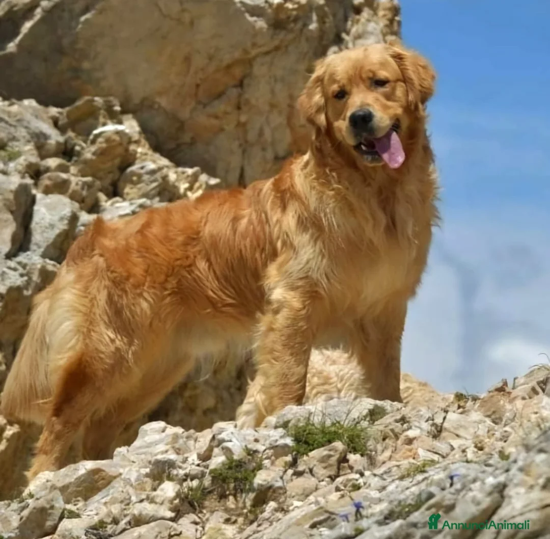 Golden Retriever cani in vendita: Cuccioli di golden retriever  - Annuncio 7