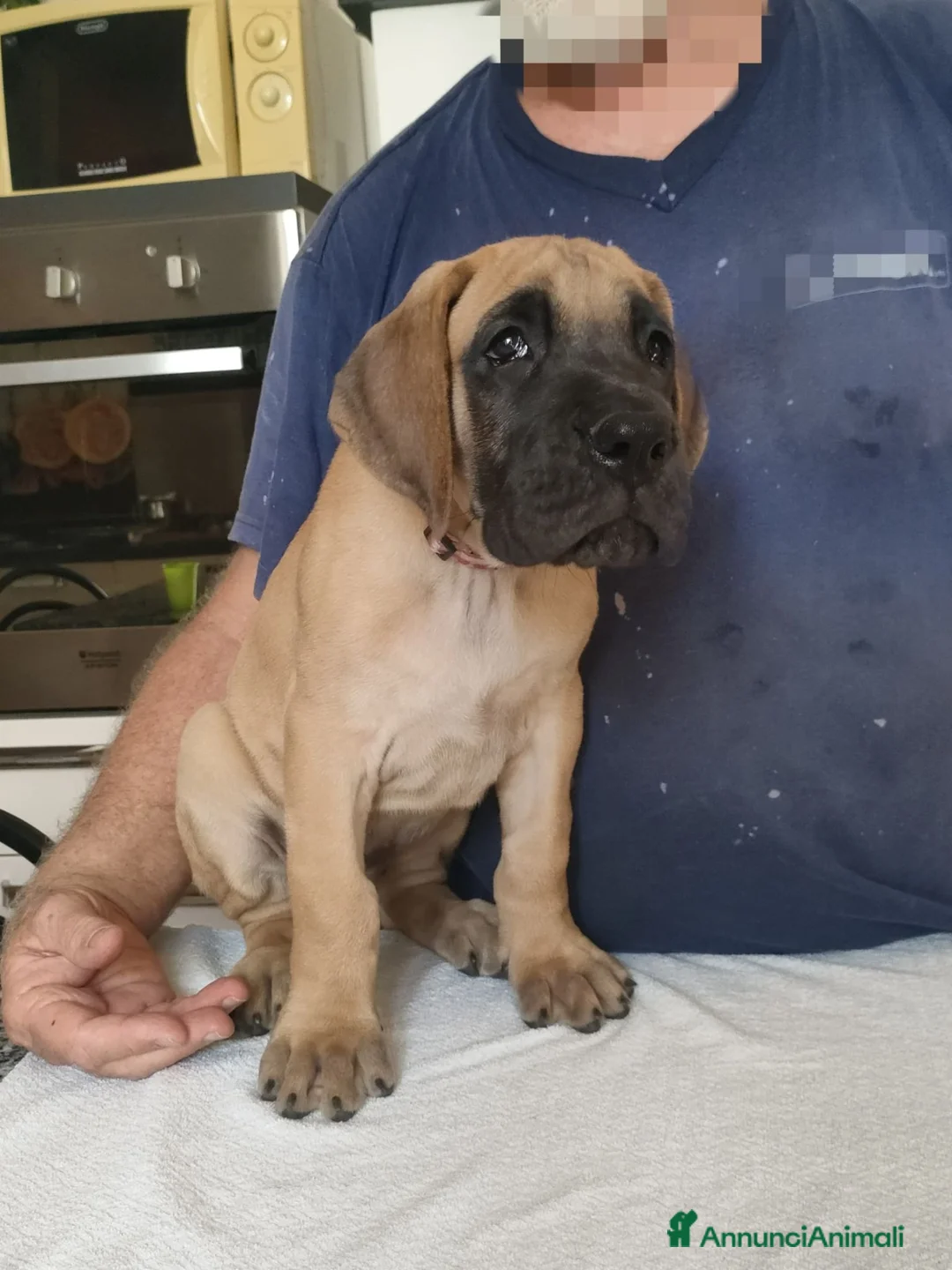 Alano cani in vendita: Cuccioli Alano Fulvi  - Annuncio 2