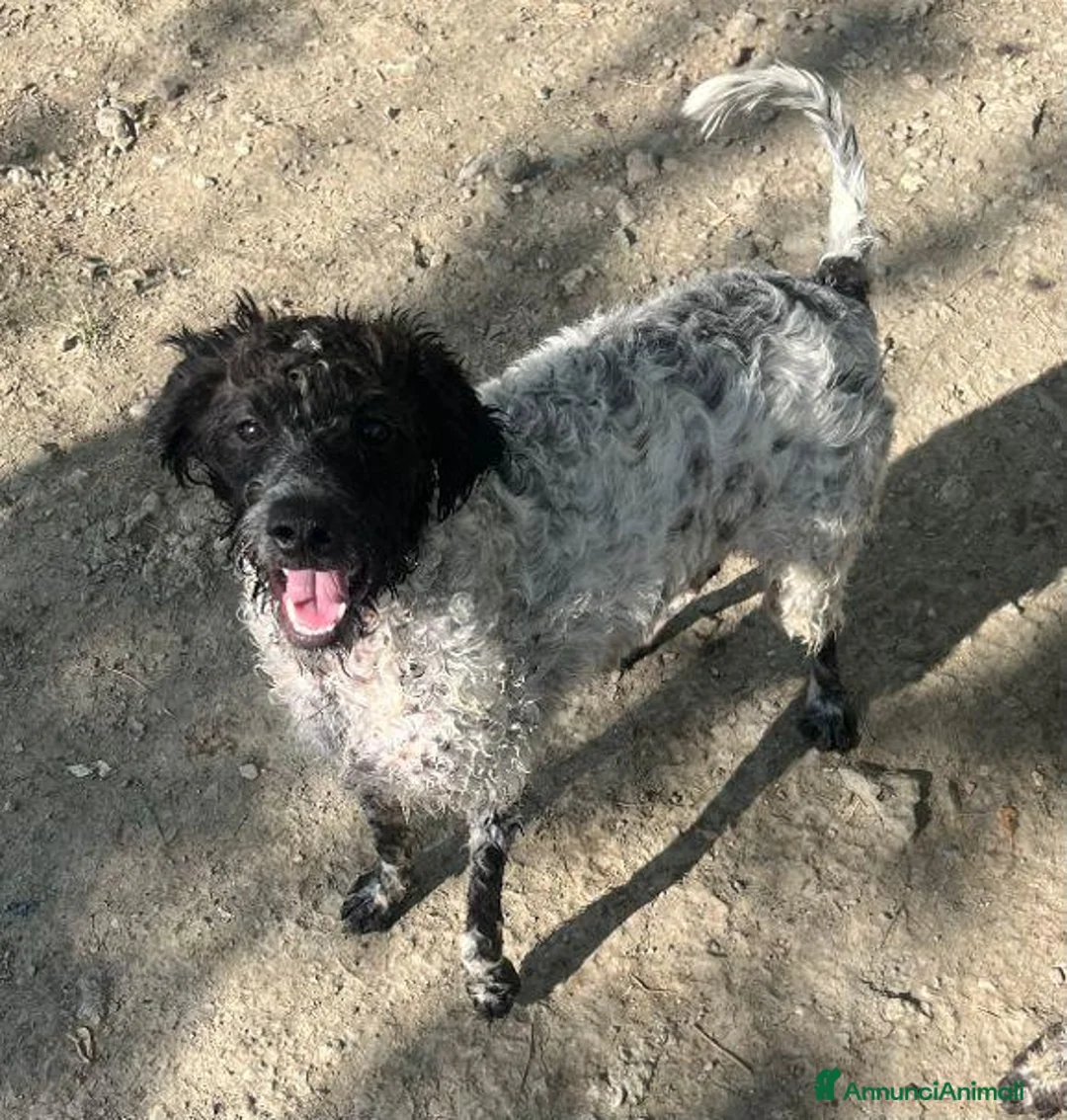 Meticcio cani in regalo: OTELLO affettuoso e dolce - Annuncio 5
