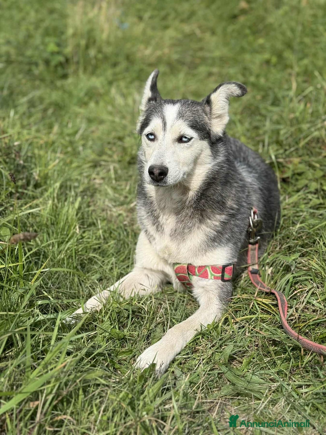 Husky cani in regalo: BLUE, bellissima mix HUSKY impaurita! - Annuncio 2
