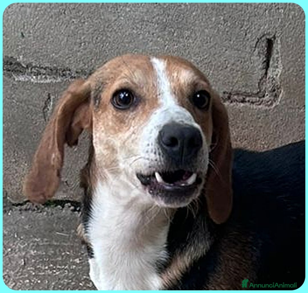Beagle cani in regalo: NAPOLEONE MIX BEAGLE 4 ANNI SI DISPERA NEL SUO BOX - Annuncio 6