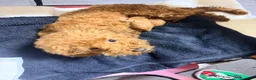 Barboncino Toy cani in vendita: Barboncino Toy red a Città metropolitana di Reggio Calabria - Annuncio 2