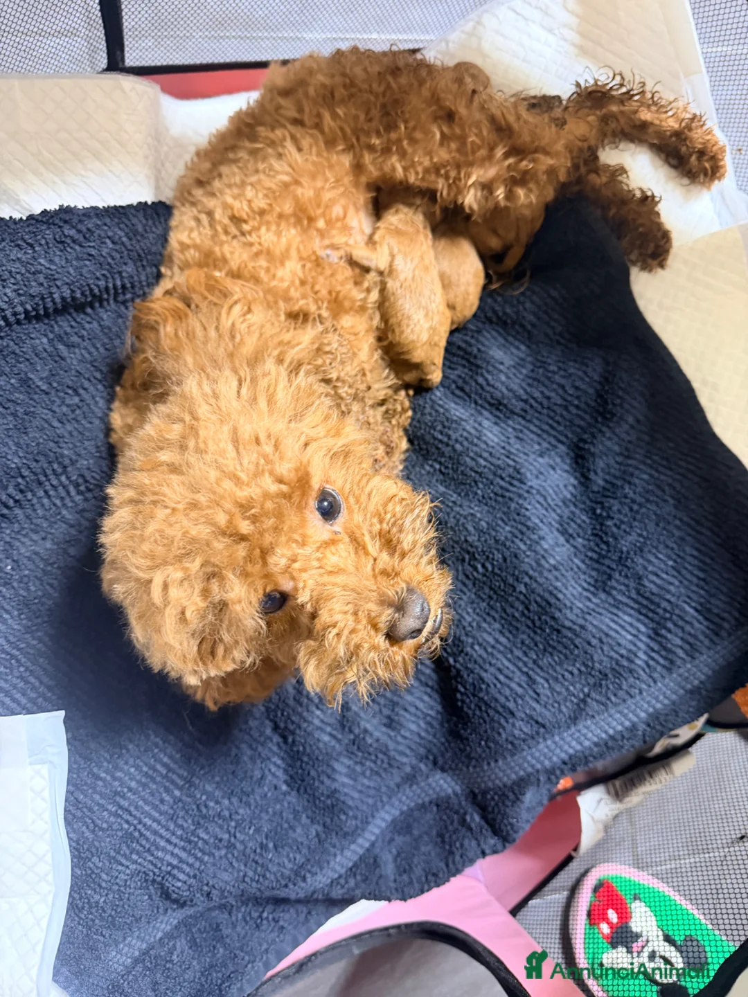 Barboncino Toy cani in vendita: Barboncino Toy red a Città metropolitana di Reggio Calabria - Annuncio 2