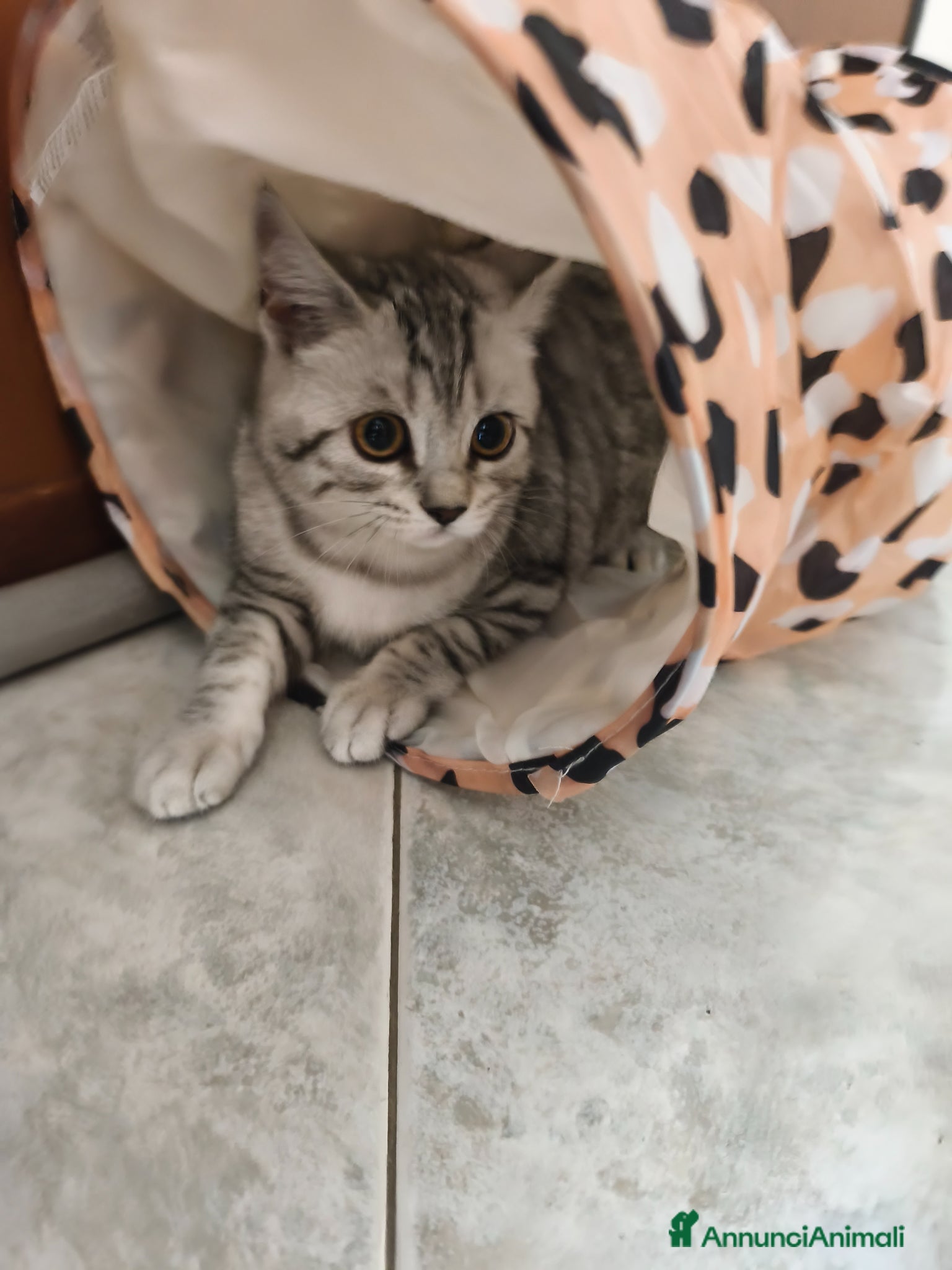 Scottish gatti in vendita: Gatto scottish straight  a Provincia di Como - Annuncio 2