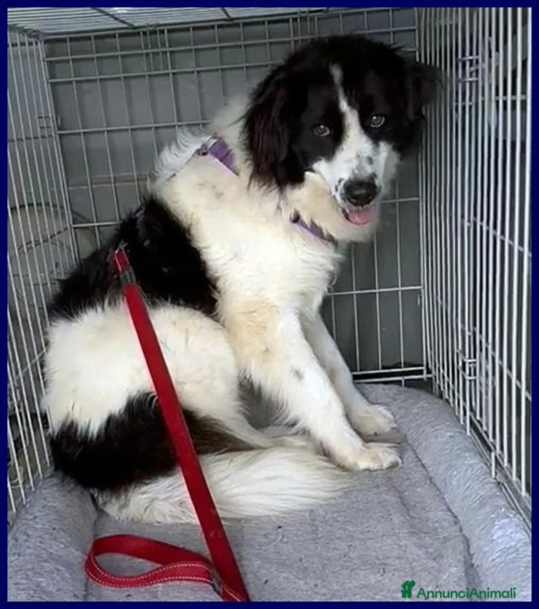 Meticcio cani in regalo: PETRUX meraviglioso patatone buono con tutti! - Annuncio 2