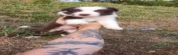 Border Collie cani in vendita: Cuccioli di Border Collie - Annuncio 8
