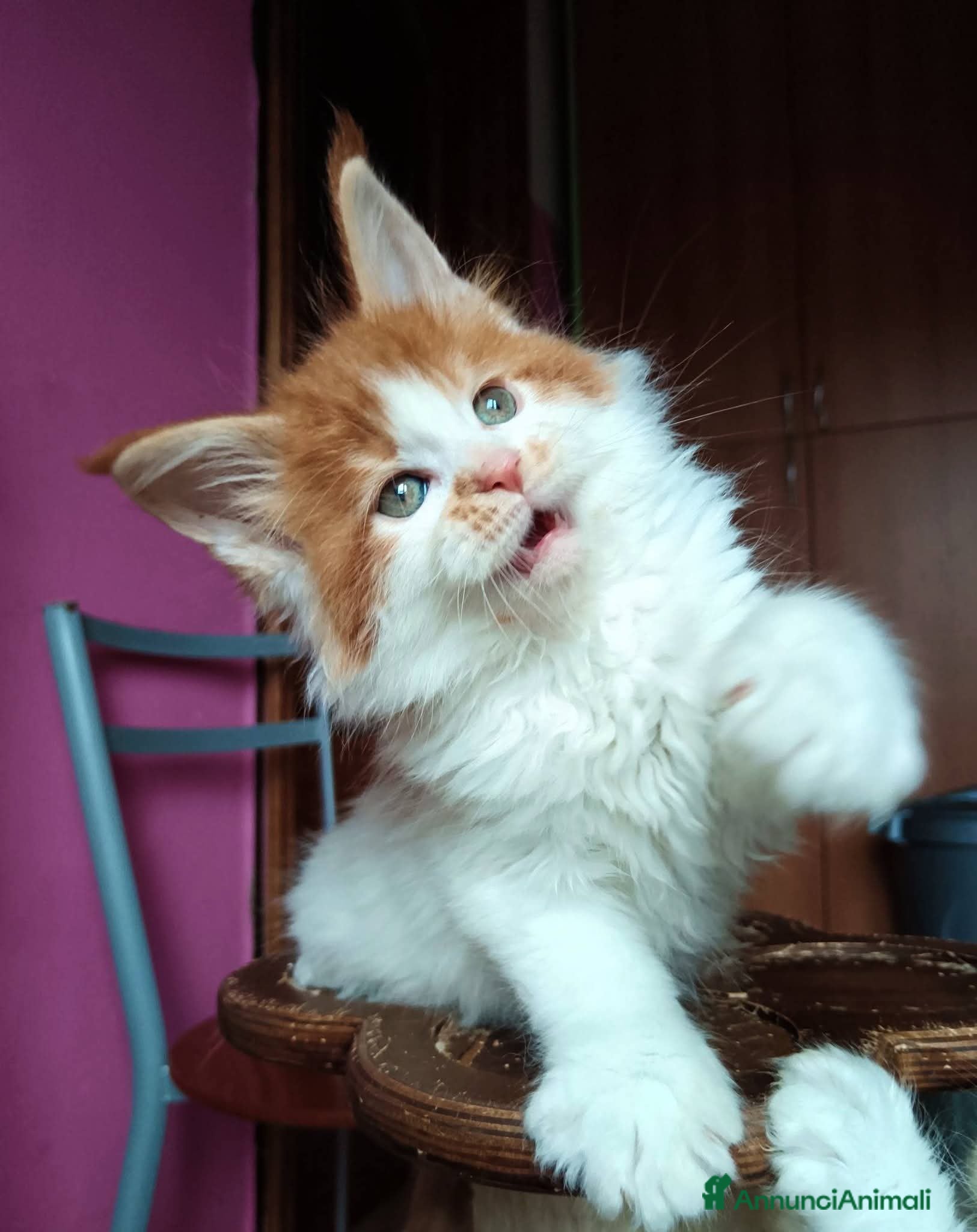 Maine Coon gatti Cuccioli Maine coon bicolori - Annuncio 9