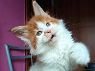 Maine Coon gatti Cuccioli Maine coon bicolori - Annuncio 9