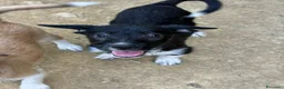 Meticcio cani in regalo: TAKO, scricciolo simpaticissimo! TG PICCOLA - Annuncio 3