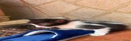 Meticcio gatti in regalo: Coppia di coccole cerca casa  - Annuncio 2