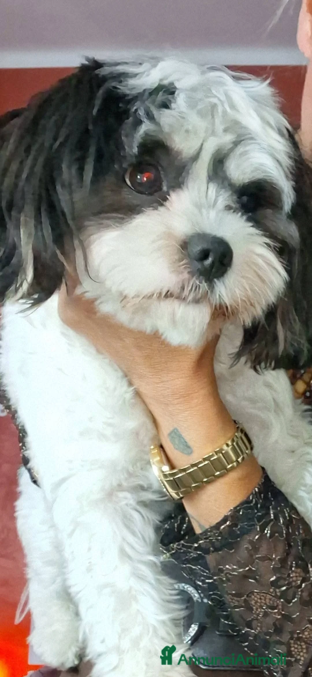 Maltipoo cani in vendita: Cuccioli di maltipo  a Provincia di Brindisi - Annuncio 2