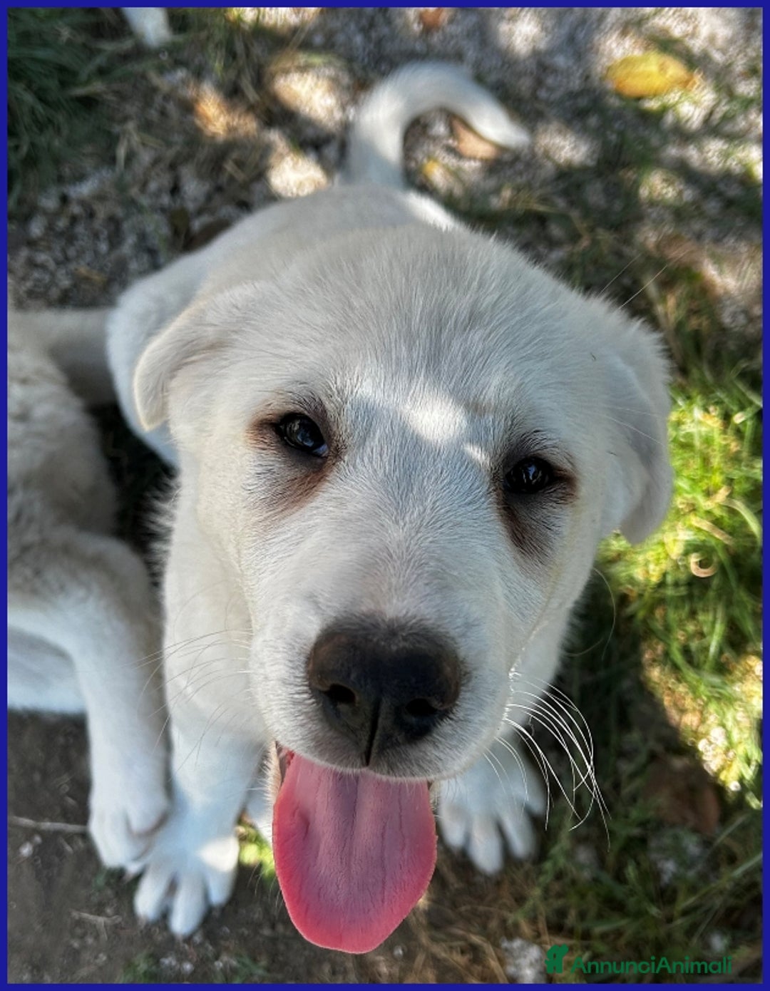 Pastore Maremmano cani in regalo: BBQ, CUCCIOLA 2 MESI MIX MAREMMANA, DOLCE NUVOLETT - Annuncio 9