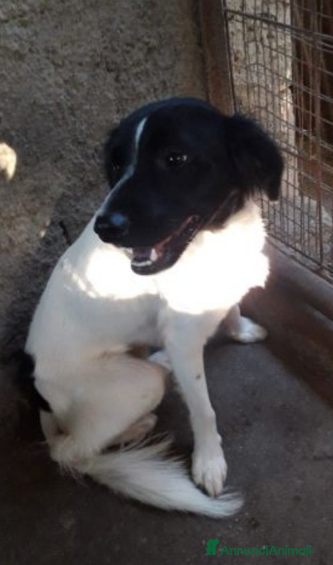 Meticcio cani in regalo: 2mix Breton 20mesi finiti in 1pessimo canile.CALAB a Città metropolitana di Milano - Annuncio 6