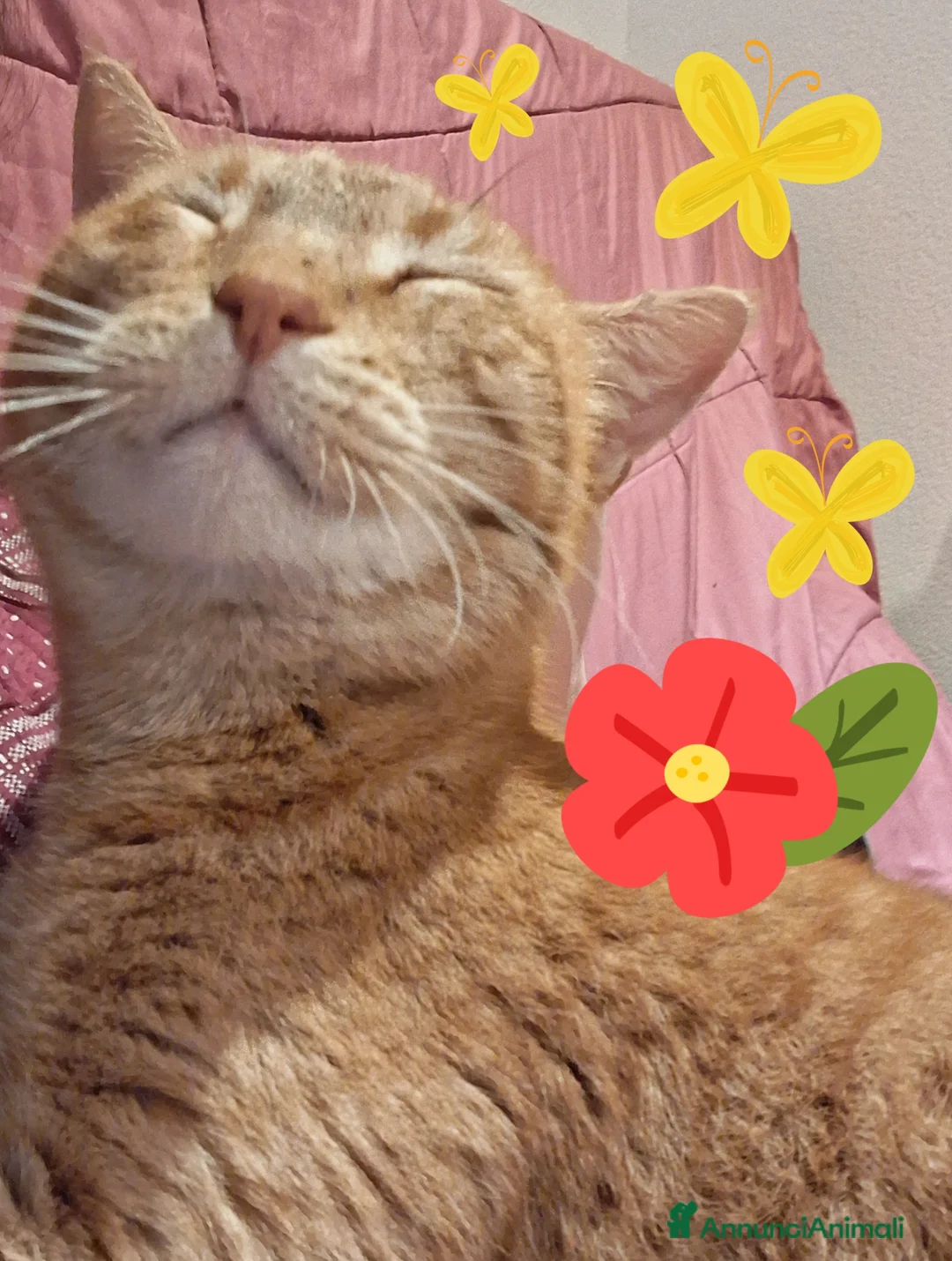 Meticcio gatti in regalo: Dolce gatto rosso anziano, un anno di cibo pagato a Provincia di Trieste - Annuncio 5