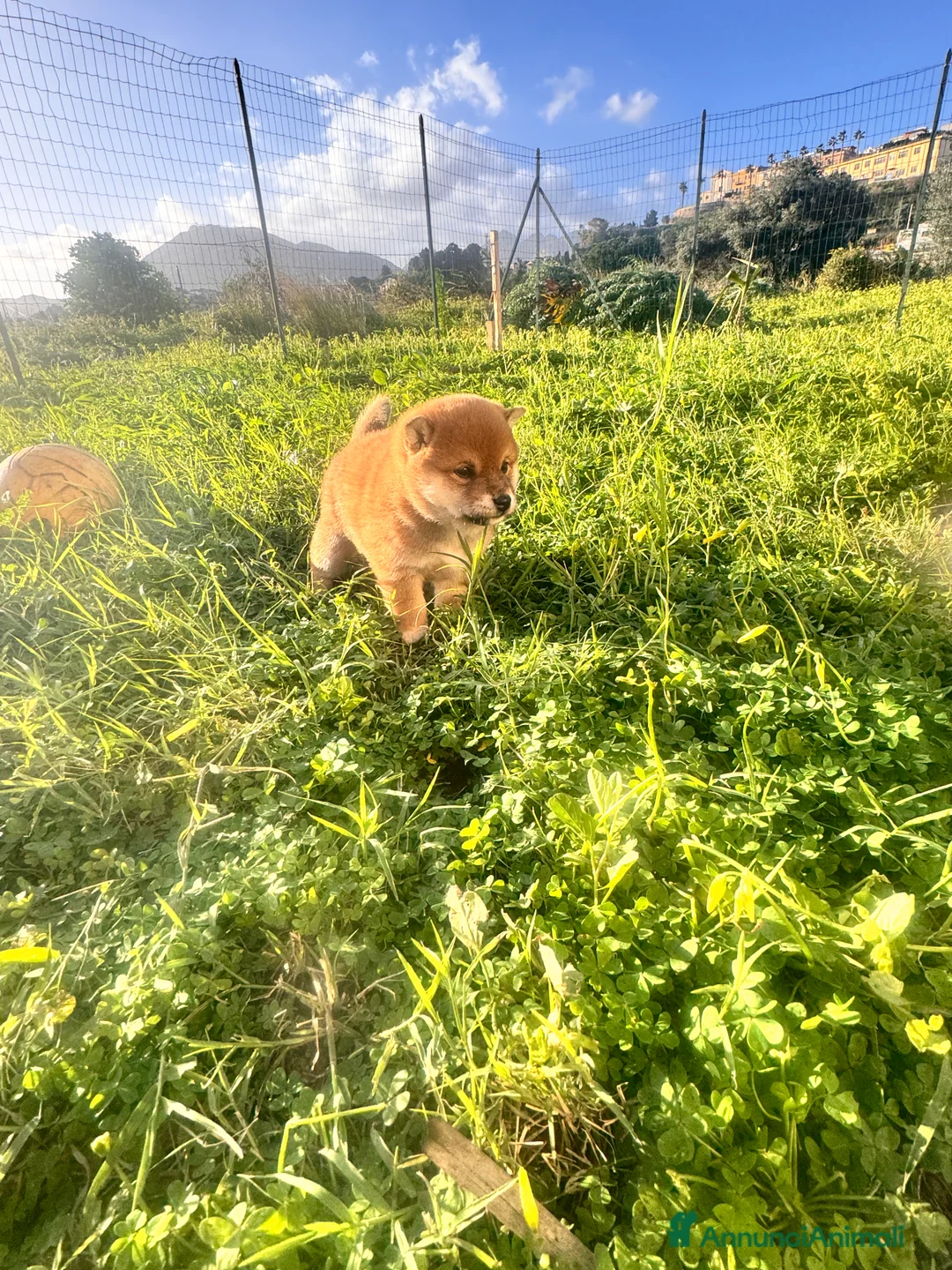 Shiba Inu cani in vendita: Shiba inu con pedigree  - Annuncio 4