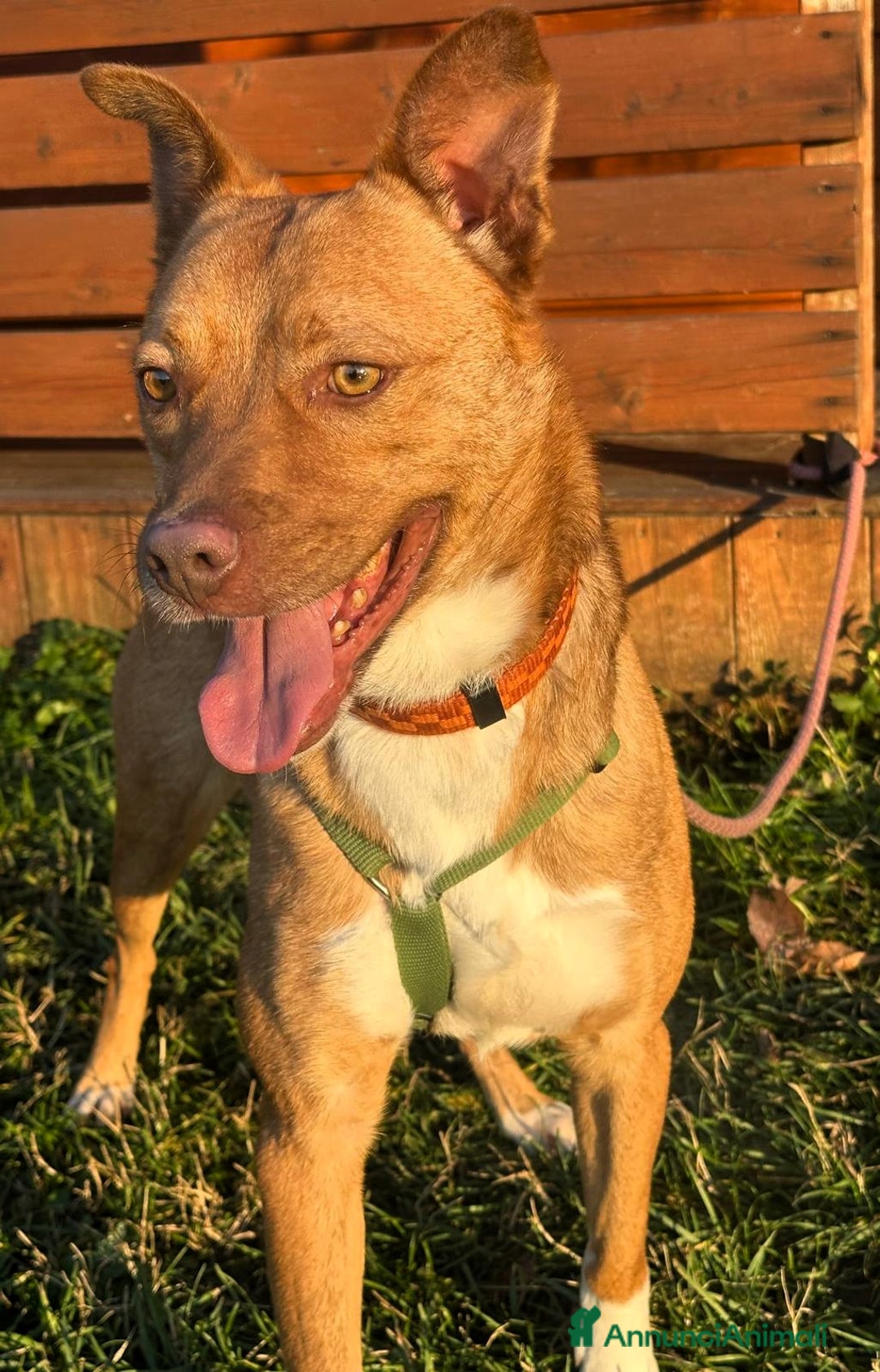 Meticcio cani in regalo: LUCKY BELLISSIMO - Annuncio 4