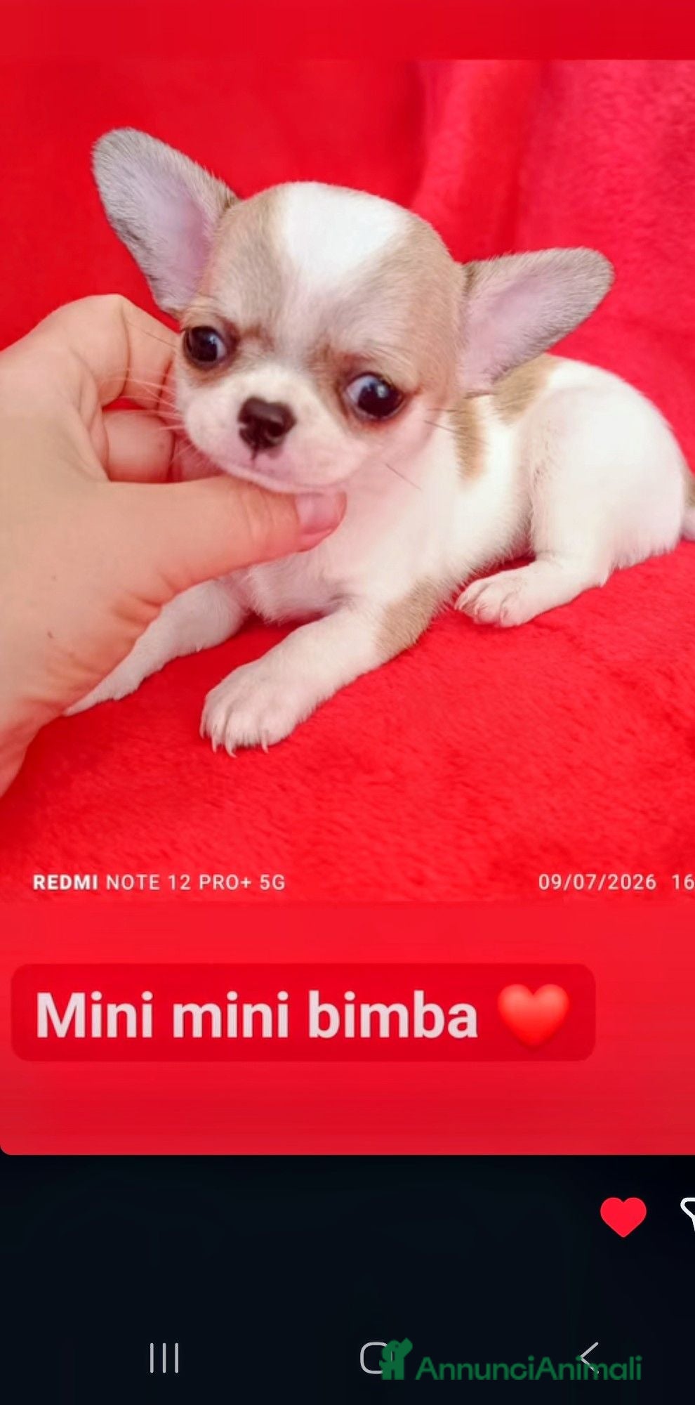 Chihuahua cani Bellissima cihuahua  - Annuncio 25