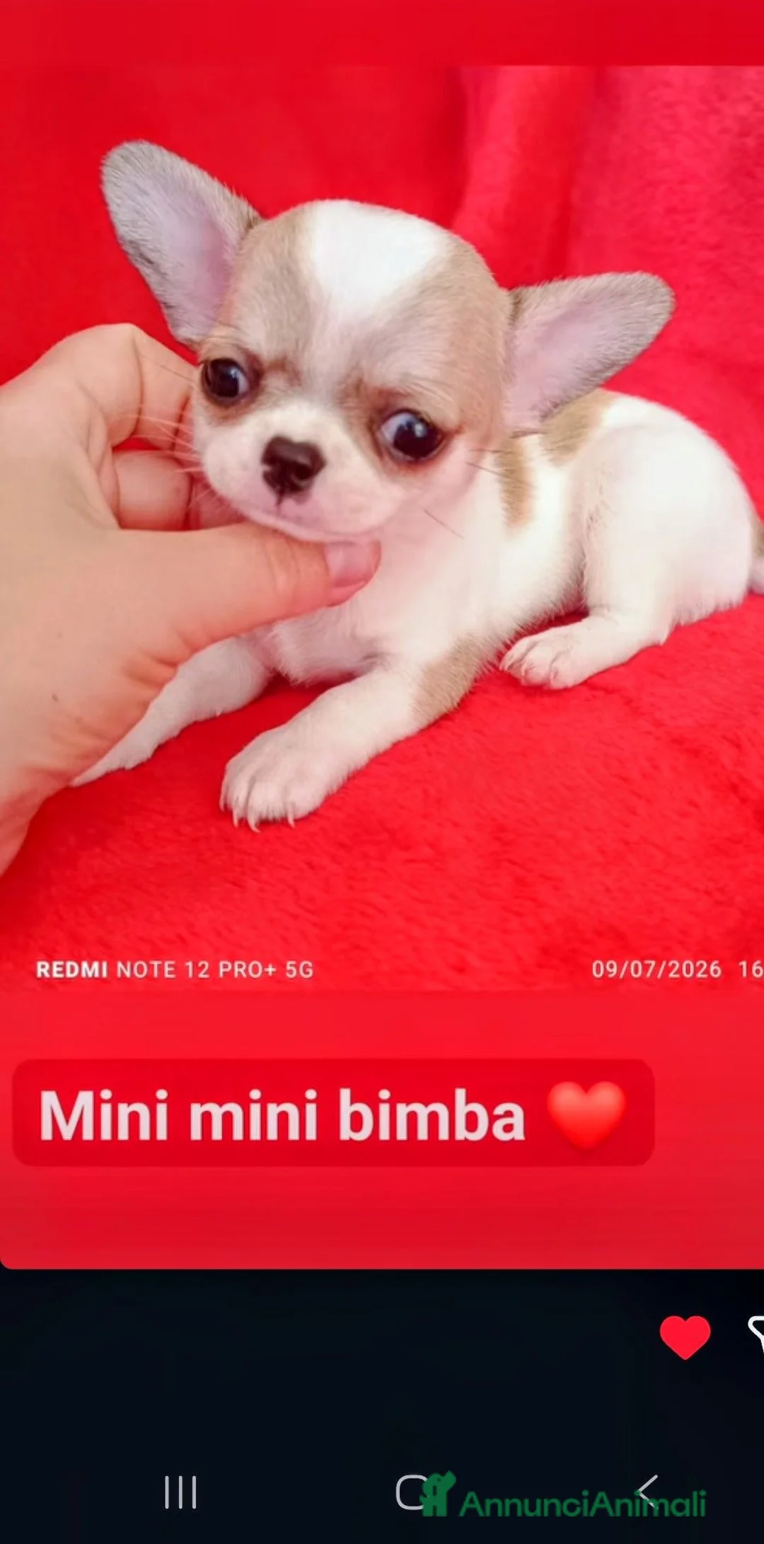 Chihuahua cani in vendita: Bellissima cihuahua  - Annuncio 1