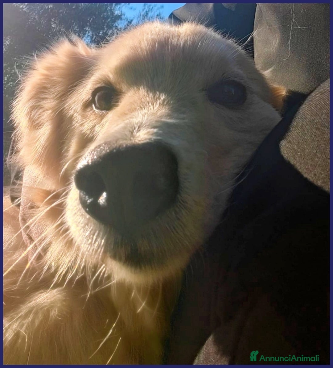 Altre razze cani in regalo: LUCKY COTONE un angelo che aspetta ancora - Annuncio 2