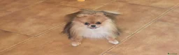 Spitz cani in vendita: Cocca Pomapoo - Annuncio 4