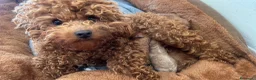Barboncino Toy cani in vendita: Barboncino autentico mini Toy red - Annuncio 2