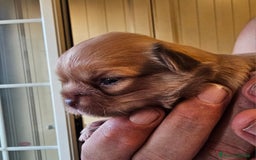 Chihuahua cani in vendita: Chihuahua  a Città metropolitana di Roma Capitale - Immagine 5