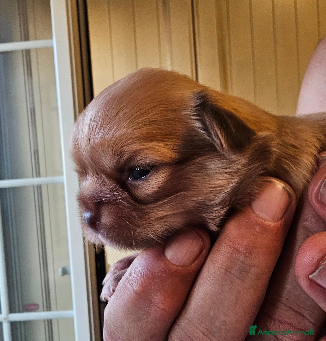Chihuahua cani in vendita: Chihuahua  a Città metropolitana di Roma Capitale - Immagine 5