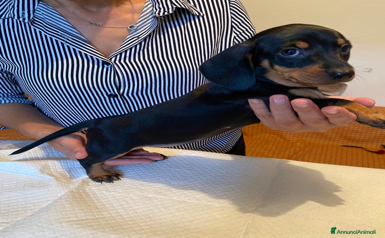Bassotto cani a Provincia di Bergamo - Annuncio 1