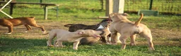 Pitbull cani in vendita: Cuccioli Pit Bull con pedigree anche a rate - Annuncio 33