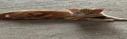 Europeo gatti in vendita: Gatti  a Provincia di Padova - Annuncio 3