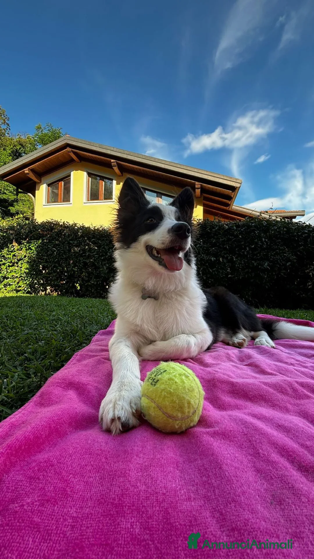 Border Collie cani per accoppiamento: Cerco fidanzata per accoppiamento! a Provincia di Varese - Annuncio 1