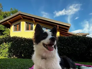 Border Collie cani Cerco fidanzata per accoppiamento! a Provincia di Varese - Annuncio 12