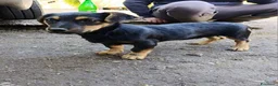 Bassotto cani in regalo: LEO, cucciolo mix BASSOTTO! Adorabile - Annuncio 7