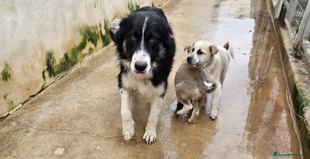 Meticcio cani in regalo: ROSALIA: GIOVANE MAMMINA EQUILIBRATA DOLCISSIMA  - Annuncio 1