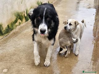 Meticcio cani ROSALIA: GIOVANE MAMMINA EQUILIBRATA DOLCISSIMA - Annuncio 13