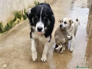 Meticcio cani ROSALIA: GIOVANE MAMMINA EQUILIBRATA DOLCISSIMA - Annuncio 40
