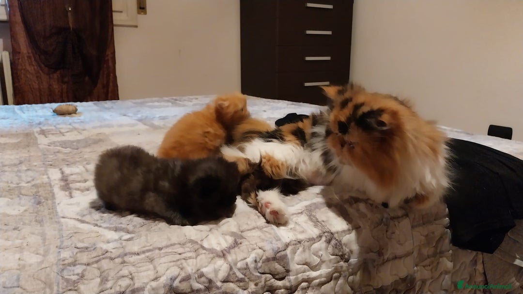 Persiano gatti in vendita: Cuccioli persiano a Provincia di Reggio Emilia - Immagine 7