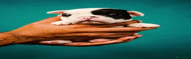 Bulldog Francese 1