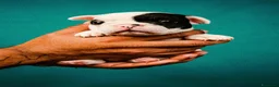 Bulldog Francese cani in vendita: Bulldog francese cucciolo  - Annuncio 2