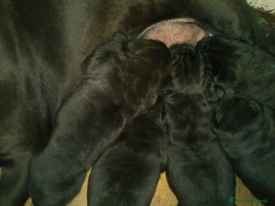 Cane Corso cani in vendita: spettacolari cuccioli di cane corso a Provincia di Cuneo - Immagine 4