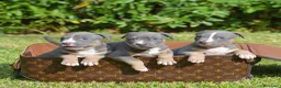 Pitbull cani in vendita: American pitbull terrier ukc  a Città metropolitana di Catania - Annuncio 3
