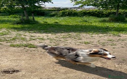 Australian Shepherd cani per accoppiamento: Pastore australiano maschio disponibile per monta a Città Metropolitana di Torino - Immagine 4