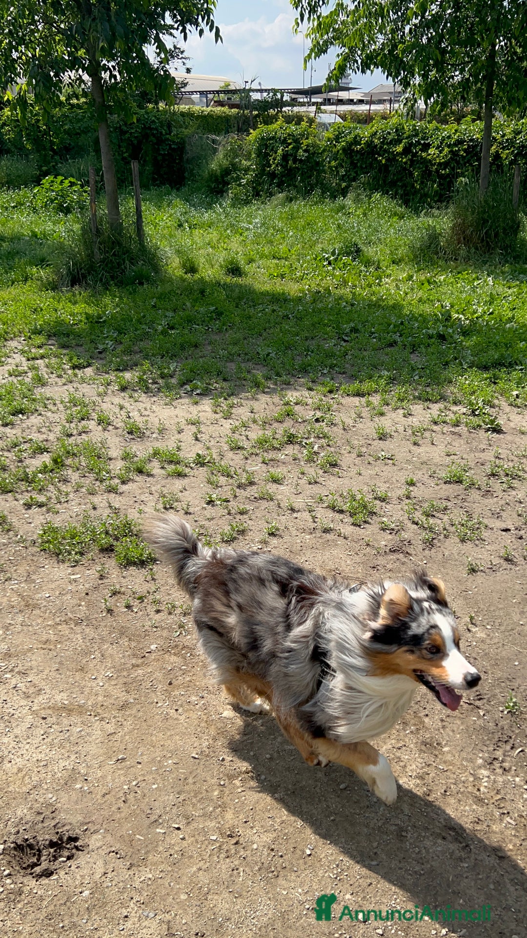 Australian Shepherd cani per accoppiamento: Pastore australiano maschio disponibile per monta a Città Metropolitana di Torino - Immagine 4