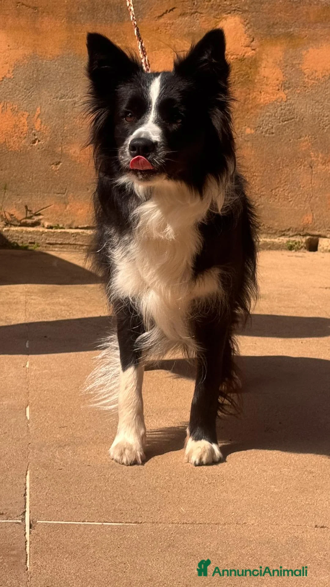 Border Collie cani in vendita: Cuccioli di Border collie con pedigree ENCI  a Città metropolitana di Catania - Annuncio 10
