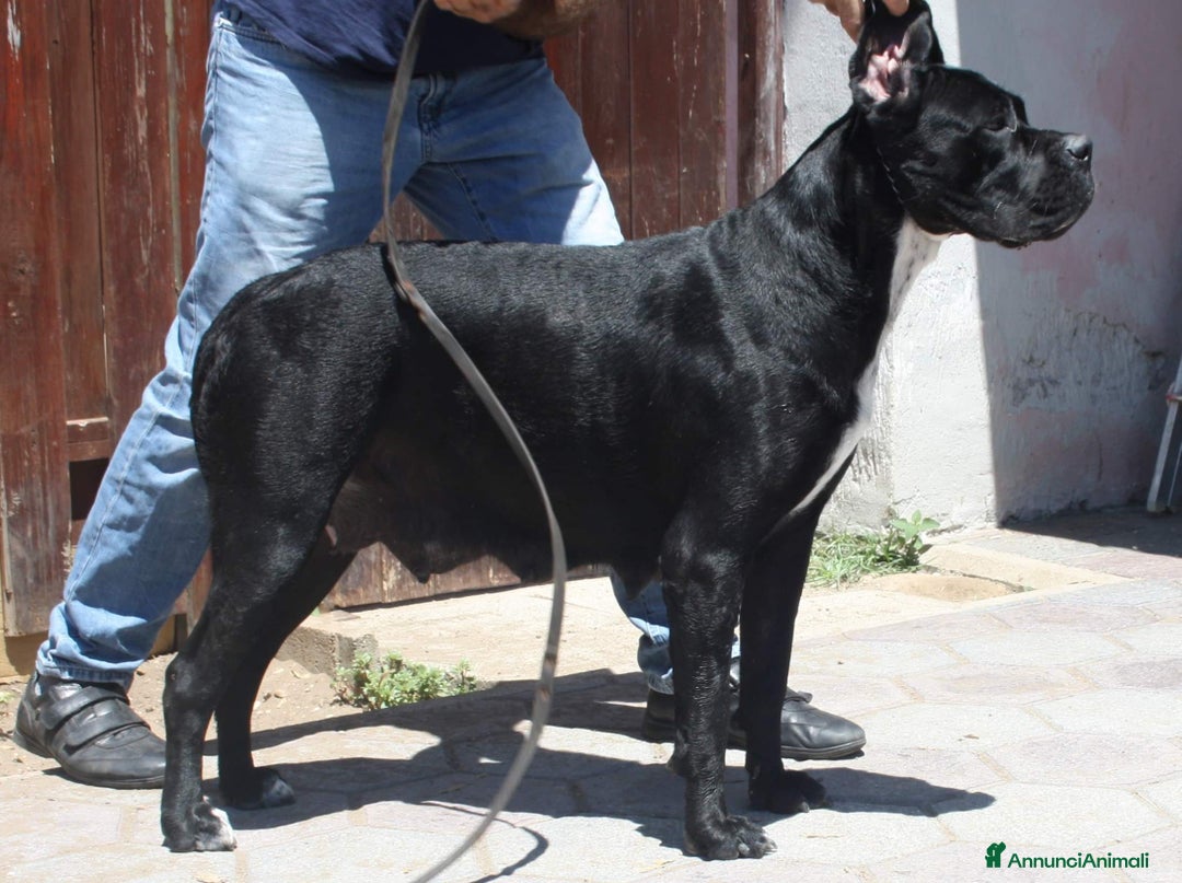 Immagine della galleria {{count}}