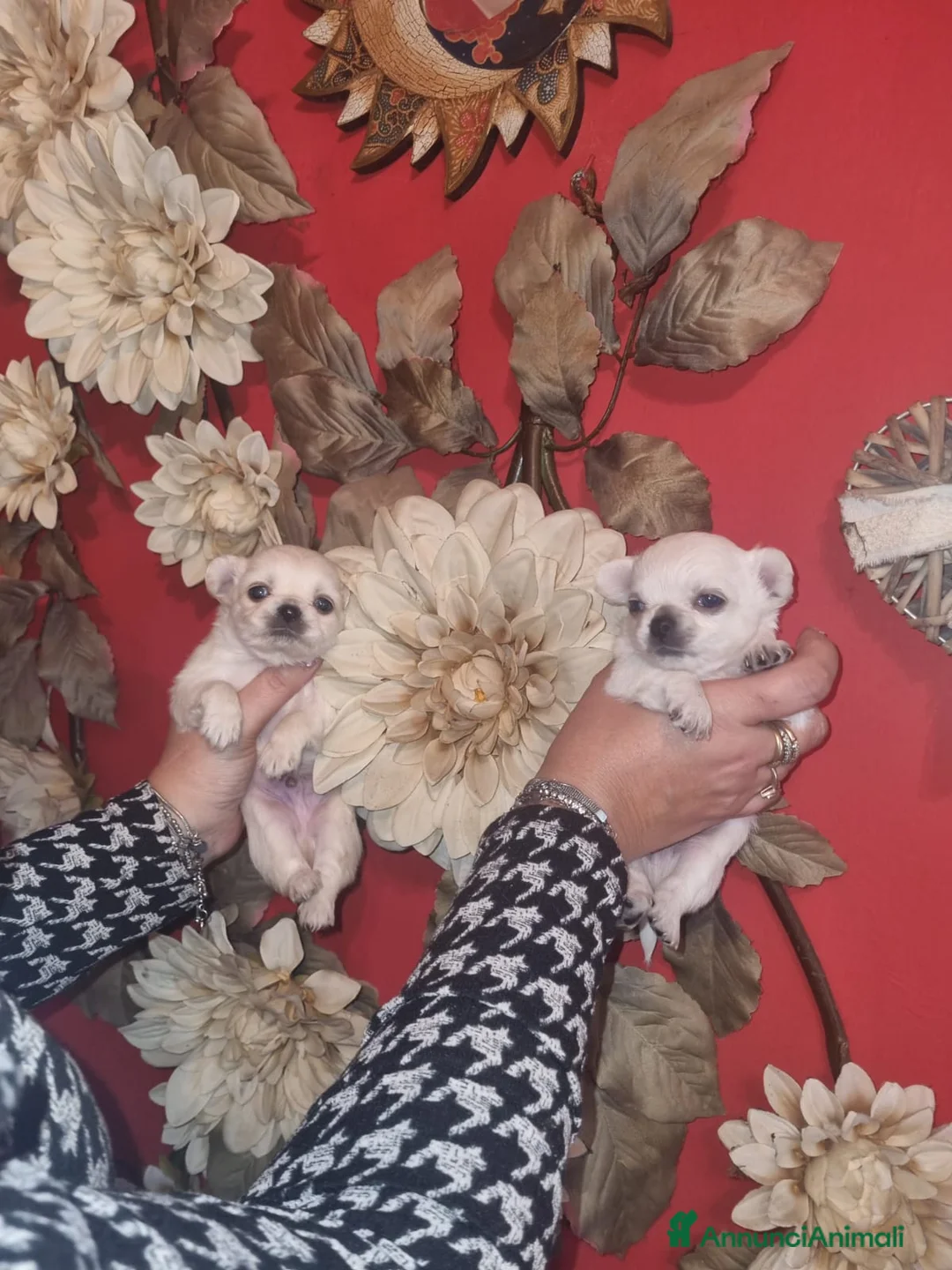 Chihuahua cani in vendita: Cuccioli chihuahua toy occhi azzurri - Annuncio 7