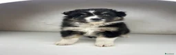 Australian Shepherd cani in vendita: Cucciolo pastore australiano  a Provincia di Padova - Annuncio 8